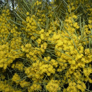  Wirahkee Wattle