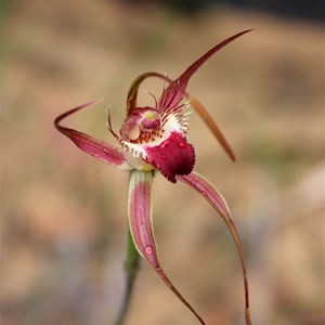  Rusty spider orchid, Caladenia ferruginea