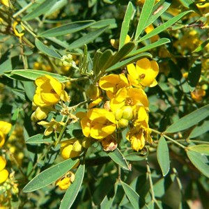 Cassia or Senna