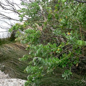 Callistachys lanceolata or Native Willow