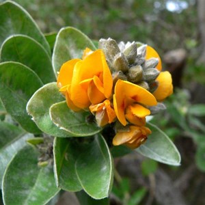 Callistachys lanceolata or Native Willow