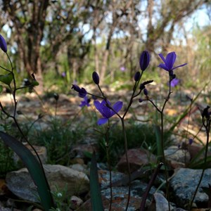 Chamaescilla corymbosa var. corymbosa - Blue Squill