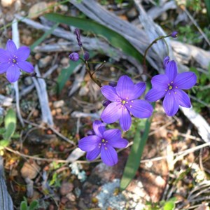 Chamaescilla corymbosa var. corymbosa - Blue Squill