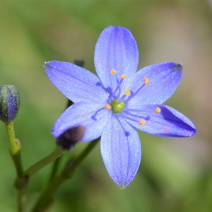 Chamaescilla corymbosa - Spring Gully SA