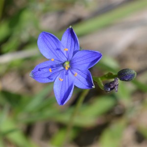 Chamaescilla corymbosa