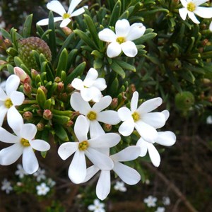 Wedding Bush, Ricinocarpos megalocarpus