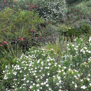 White flowered wedding bush in coastal heath, Cape le Gran NP.