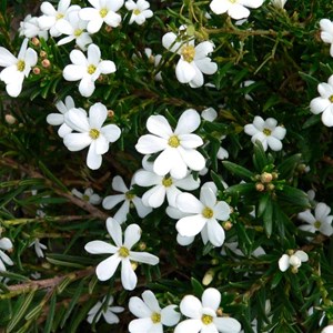 Ricinocarpos megalocarpus, Cape le Grand Np, WA