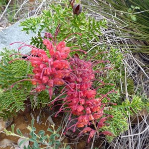 Fuchsia Grevillea - Grevillea bipinnatifida