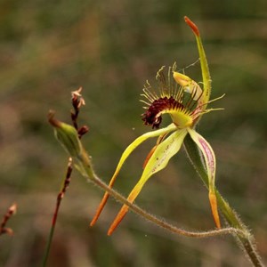 Club lipped spider orchid, Caladenia corynephora