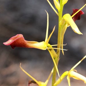 Slipper orchid, Cryptostylis ovata