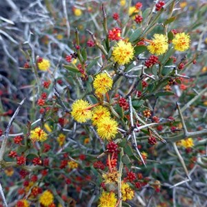 Acacia erinacea