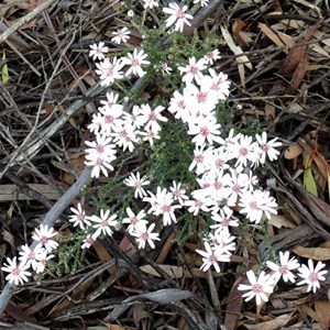 Olearia ramosissima - Much-branched Daisy-bush