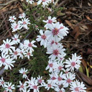 Olearia ramosissima - Much-branched Daisy-bush