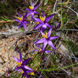 Calectasia grandiflora - Blue Tinsel Lily