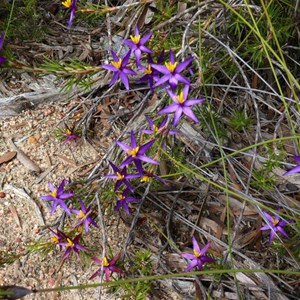 Calectasia grandiflora - Blue Tinsel Lily