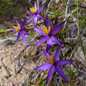 Calectasia grandiflora - Blue Tinsel Lily