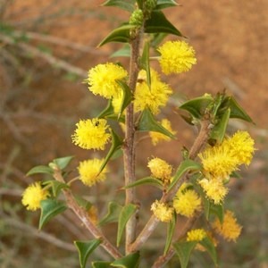 Acacia delphina - Dolphin Wattle, Fitzgerald River NP, WA