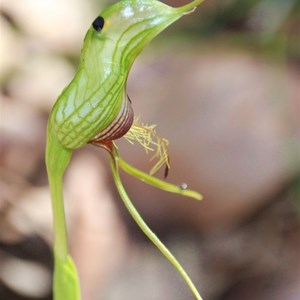 Unidentified bird orchid , Pterostylis sp.