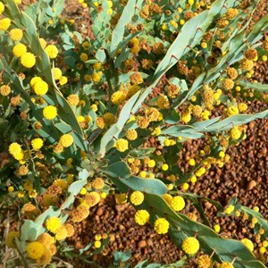 Acacia glaucoptera - Flat Wattle, Fitzgerald River NP, WA