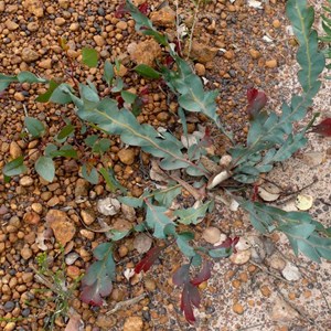 Acacia glaucoptera - Flat Wattle with young red foliage