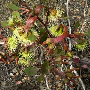 Moort - Eucalyptus platypus, Fitzgerald River NP, WA