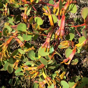 Moort - Eucalyptus platypus, Fitzgerald River NP, WA