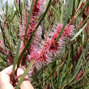 Hakea multilineata, near Wave Rock, WA