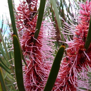 Hakea multilineata, near Wave Rock, WA