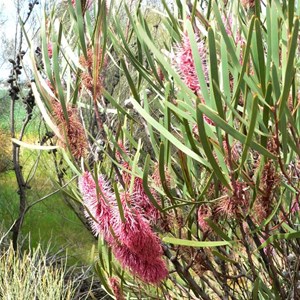 Hakea multilineata, near Wave Rock, WA