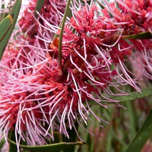 Hakea multilineata, near Wave Rock, WA