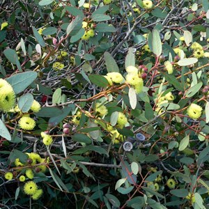 Eucalyptus preissiana near Bremer Bay, WA