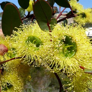 Eucalyptus preissiana near Bremer Bay, WA