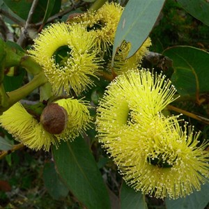 Eucalyptus preissiana near Hopetoun, WA