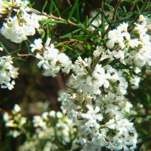 Leucopogon