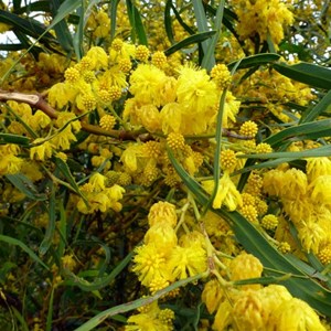 Orange Wattle - Acacia saligna