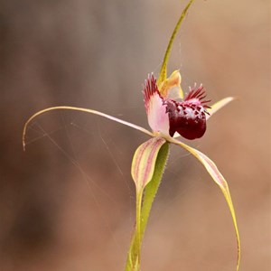 Swamp Spider Orchid near Dunsborough.