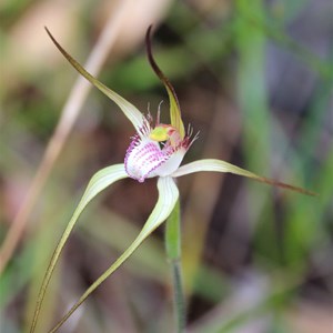 Unidentified Caladenia