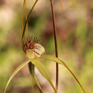 Common White Spider Orchid, Caladenia longicauda