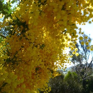 Cootamumdra Wattle