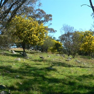 Cootamundra wattles