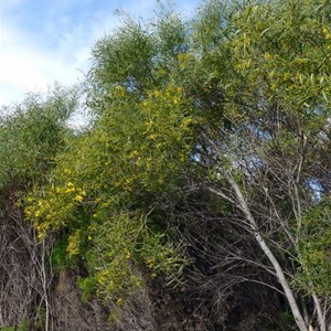 Coastal Wattle - Acacia cylops.