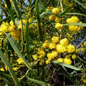 Coastal Wattle - Acacia cylops.