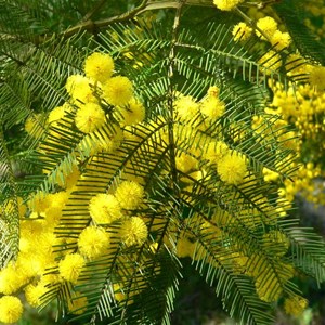 Green Wattle, Acacia decurrens