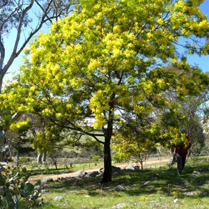 Green wattle