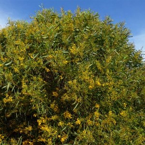 Summer-scented Wattle - Acacia rostellifera.