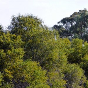 Summer-scented Wattle - Acacia rostellifera.