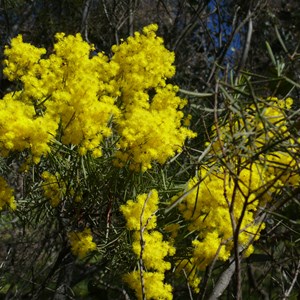 Snowy River Wattle