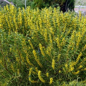 Rigid Wattle - Acacia cochlearis.