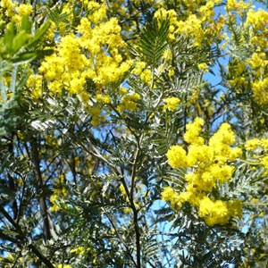 Black Wattle, Acacia dealbata